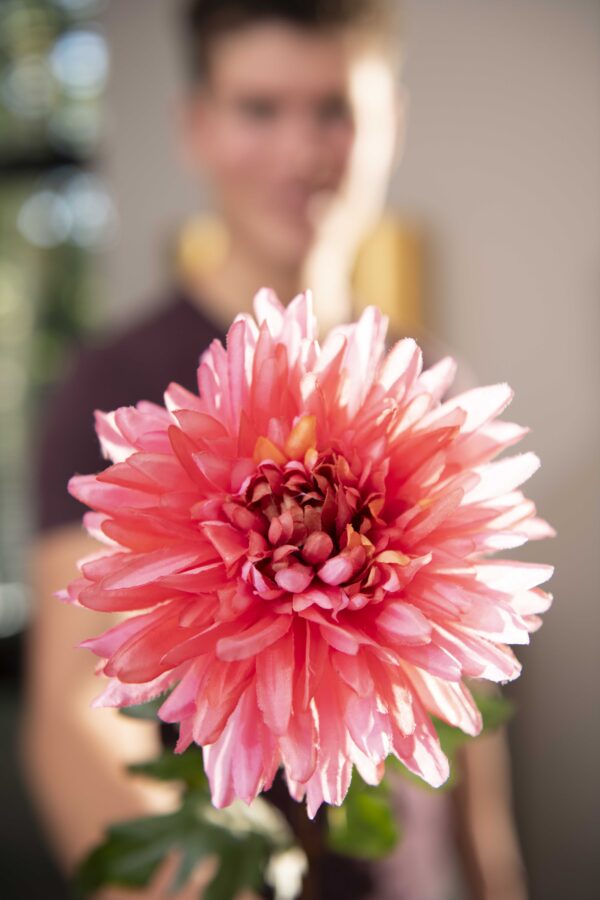 Silk-Ka - Dahlia roze 62cm - Afbeelding 3