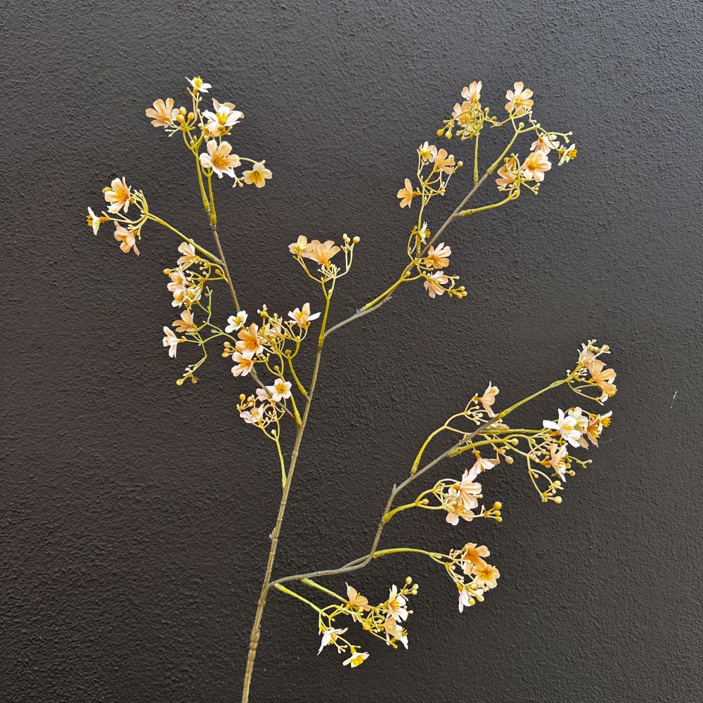 Campanula beige