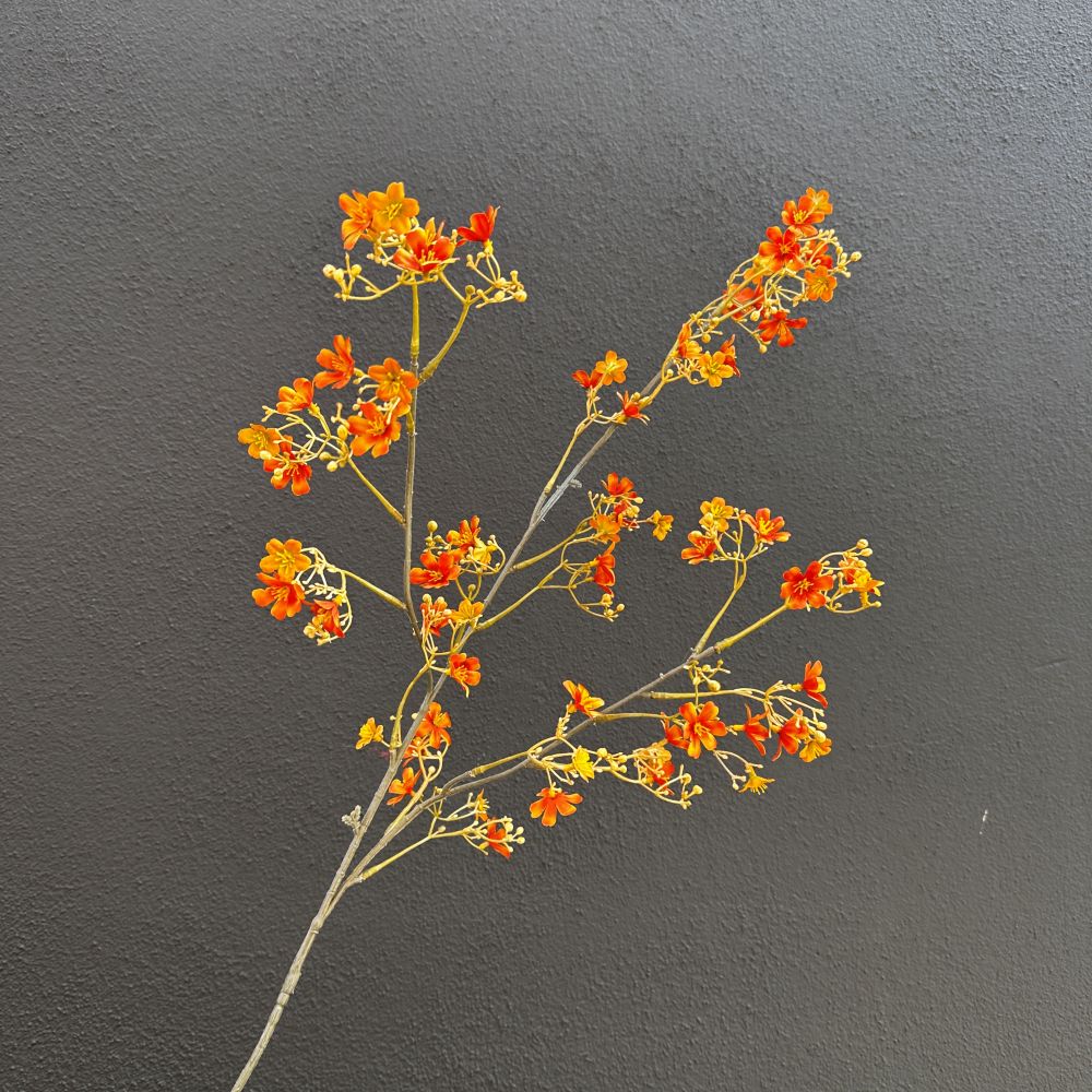 Campanula oranje