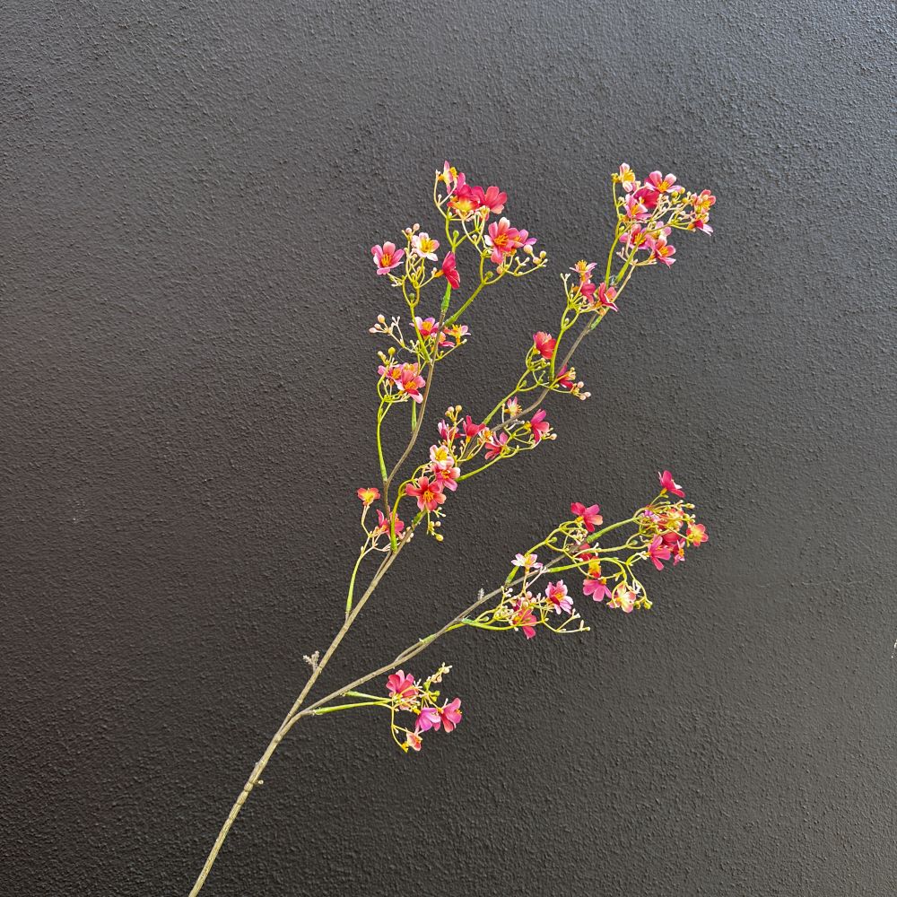 Campanula roze