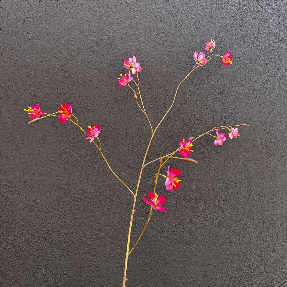 Campanula vertakt roze