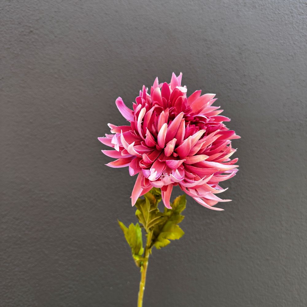 Chrysant roze