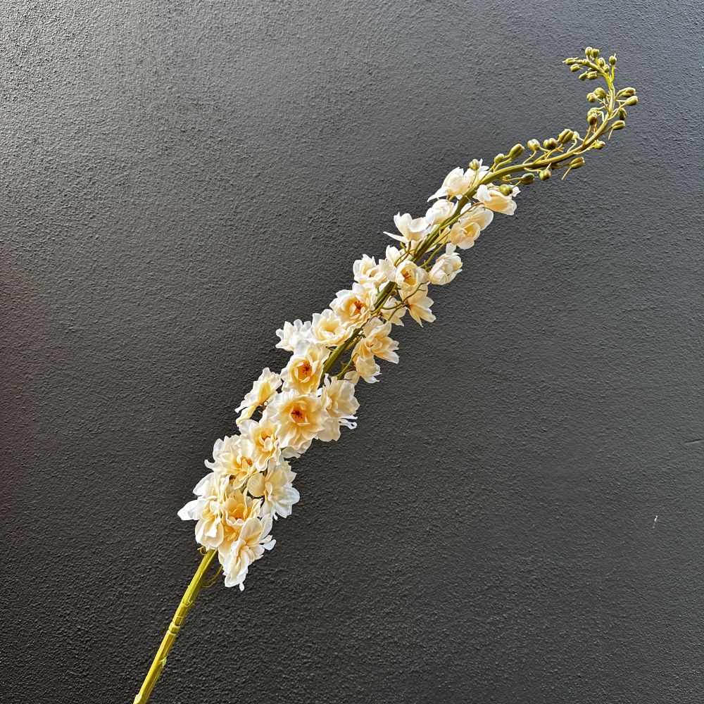 Delphinium crème