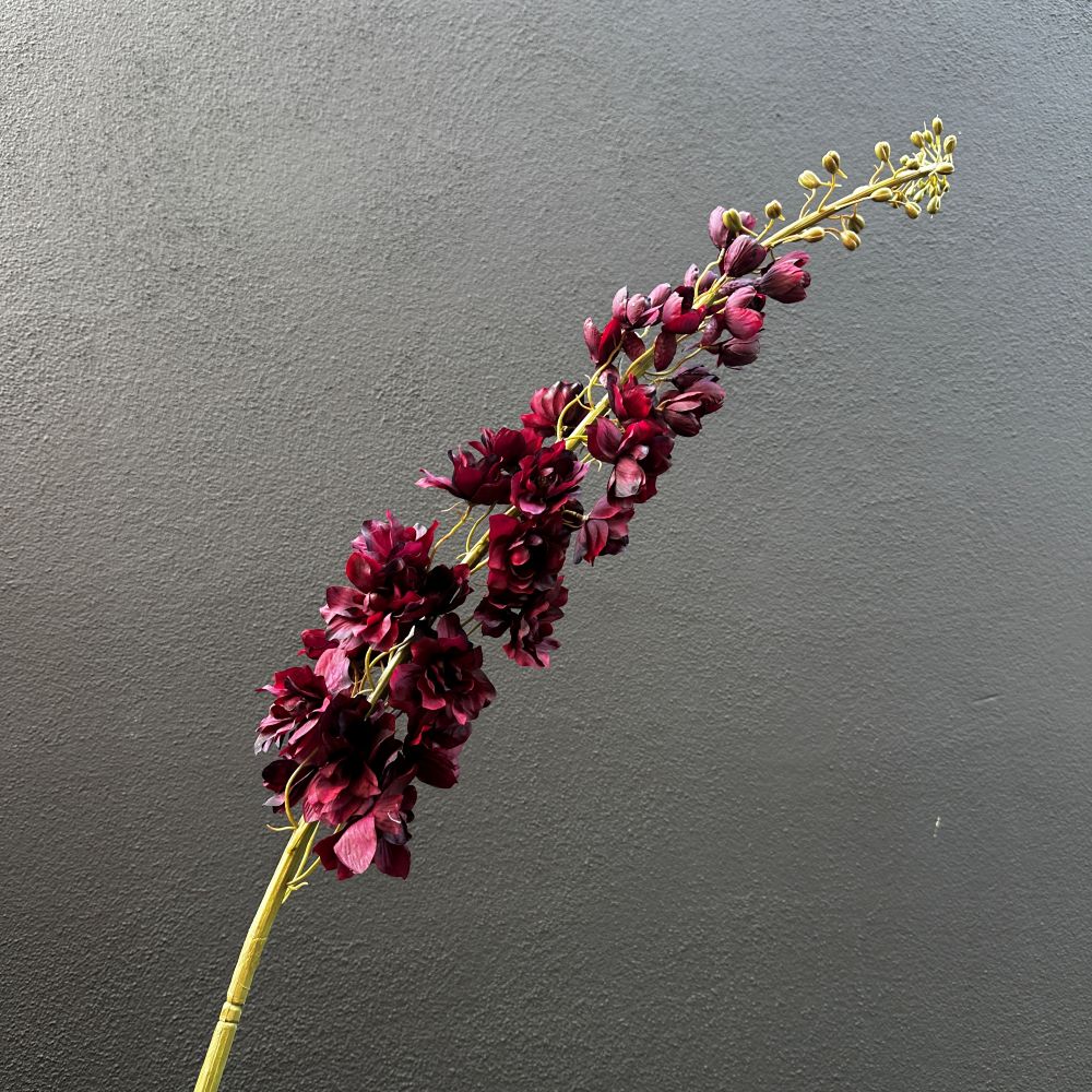 Delphinium tak Bordeaux