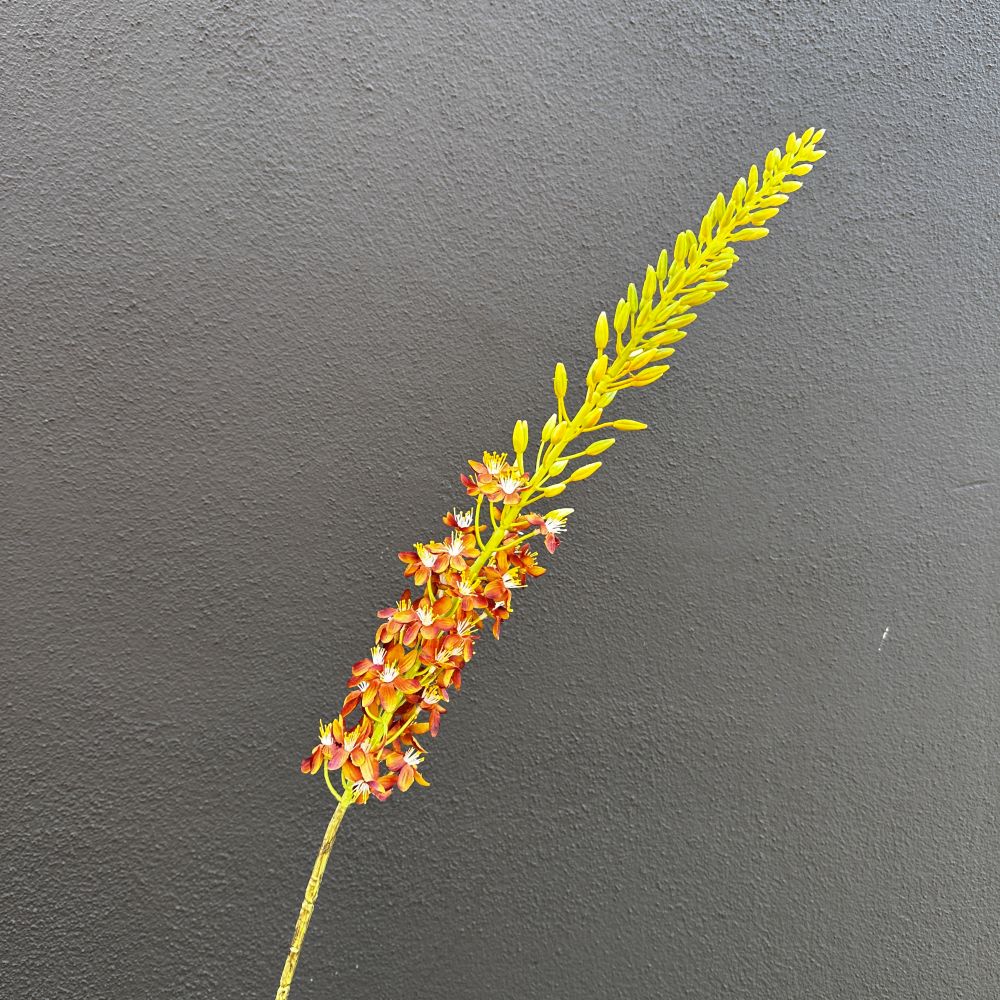 Eremurus bruin