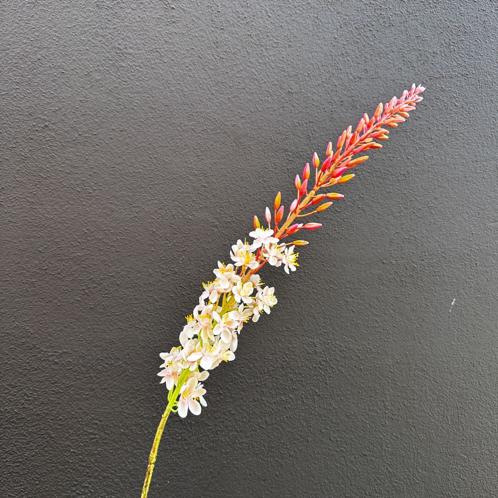 Eremurus crème
