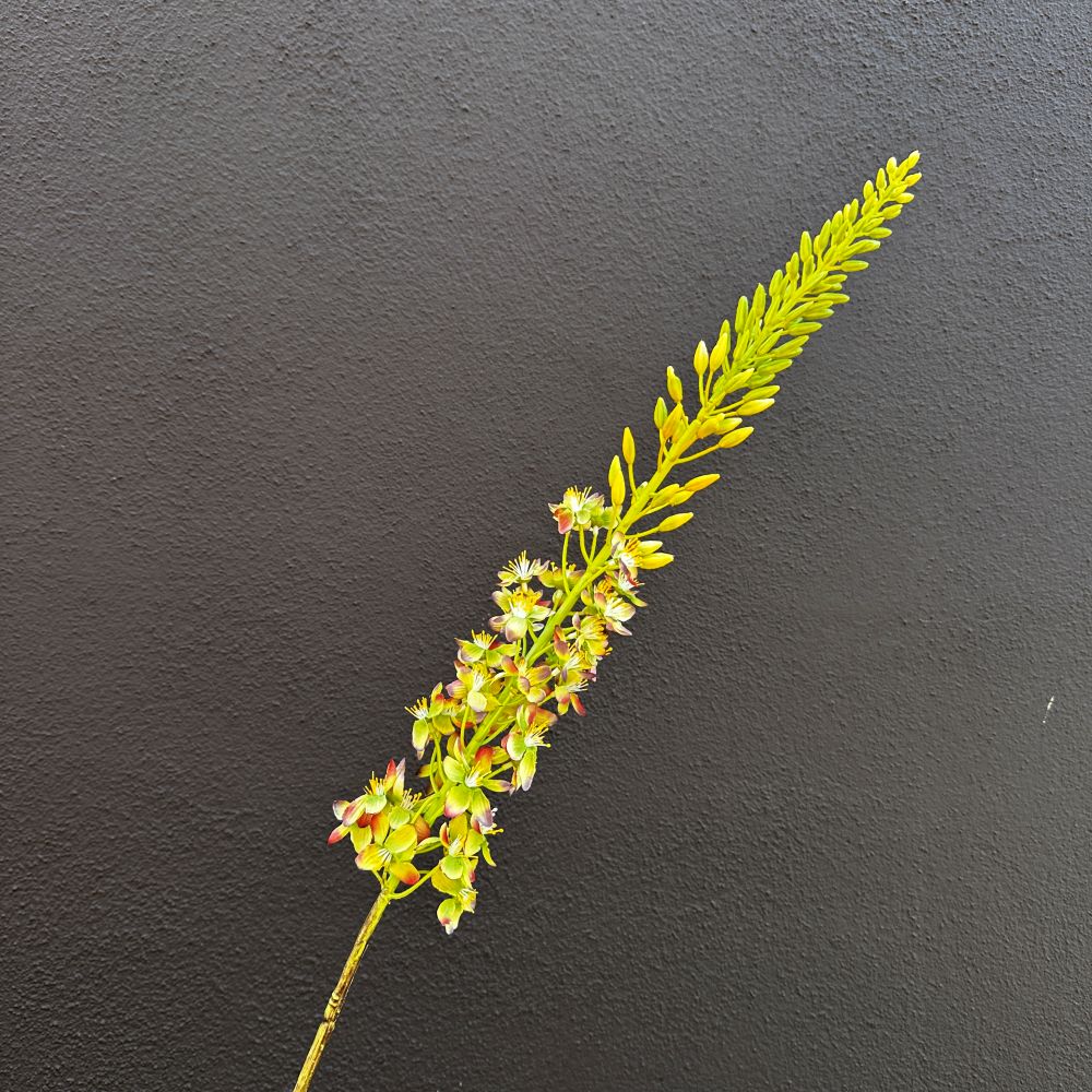 Eremurus groen