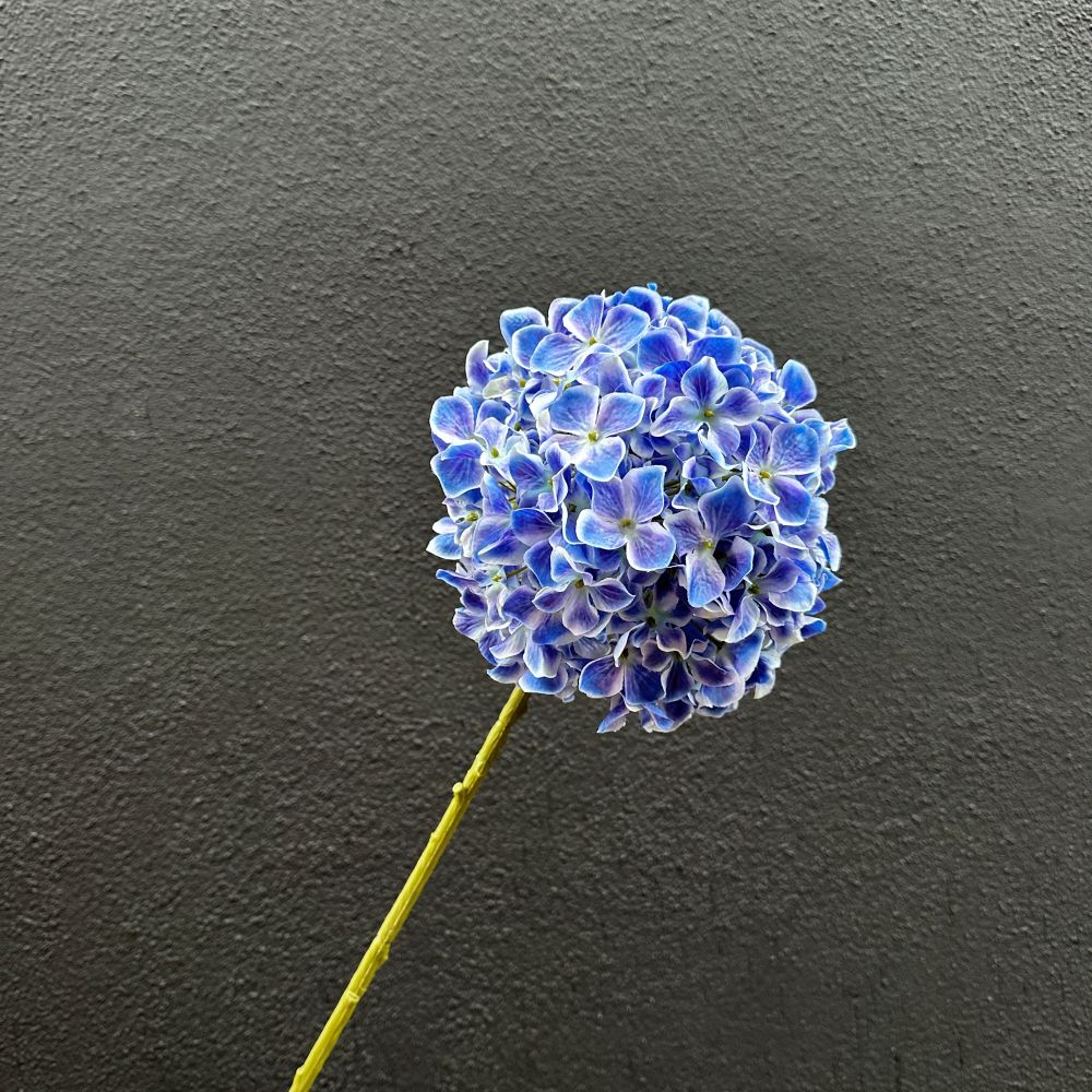 Hortensia blauw per tak