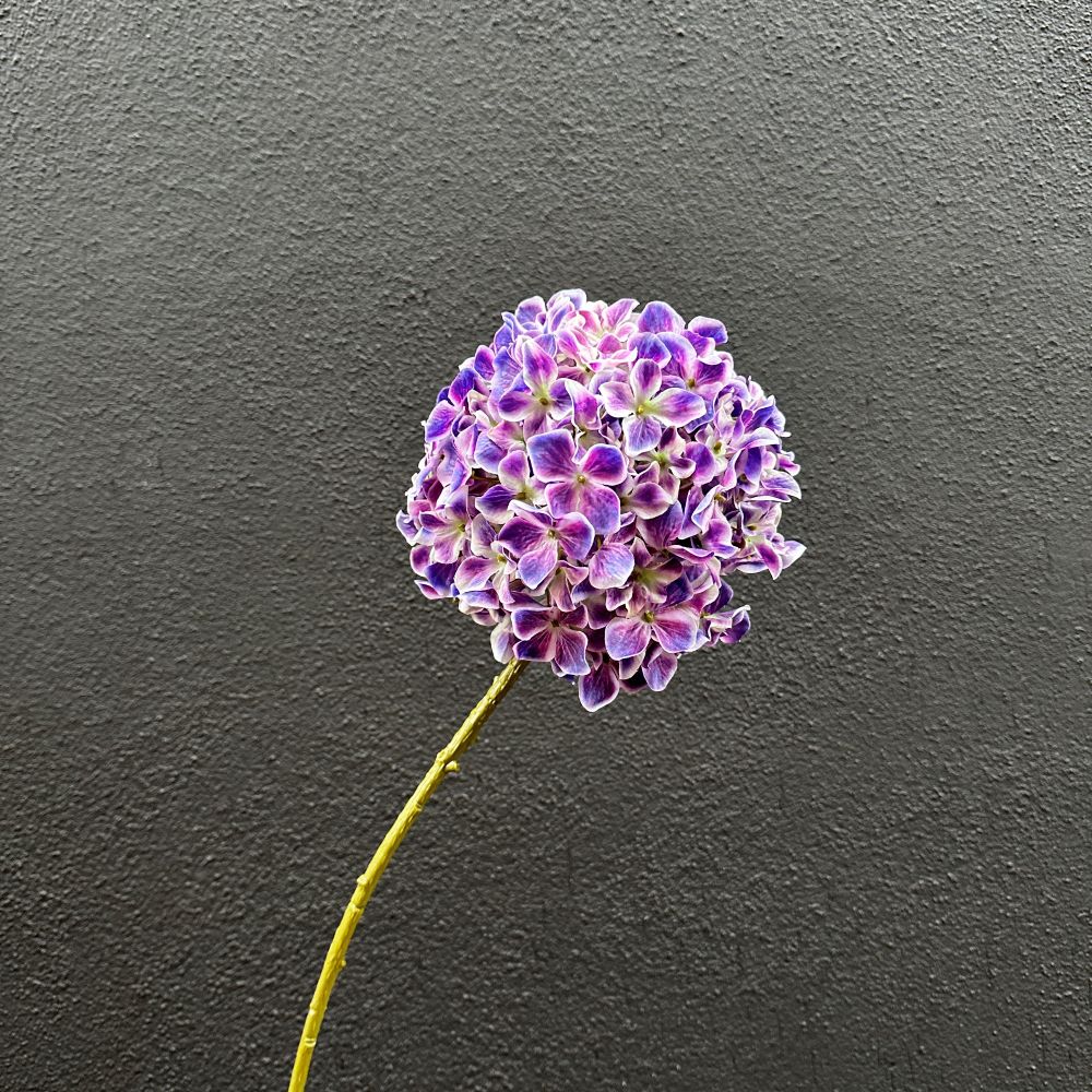 Hortensia paars per tak