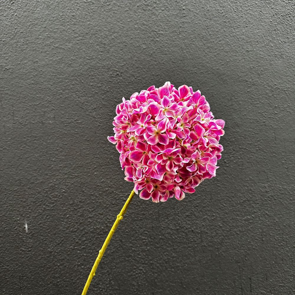 Hortensia roze per tak