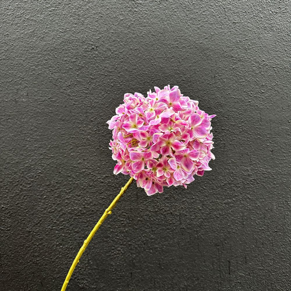 Hortensia zachtroze per tak