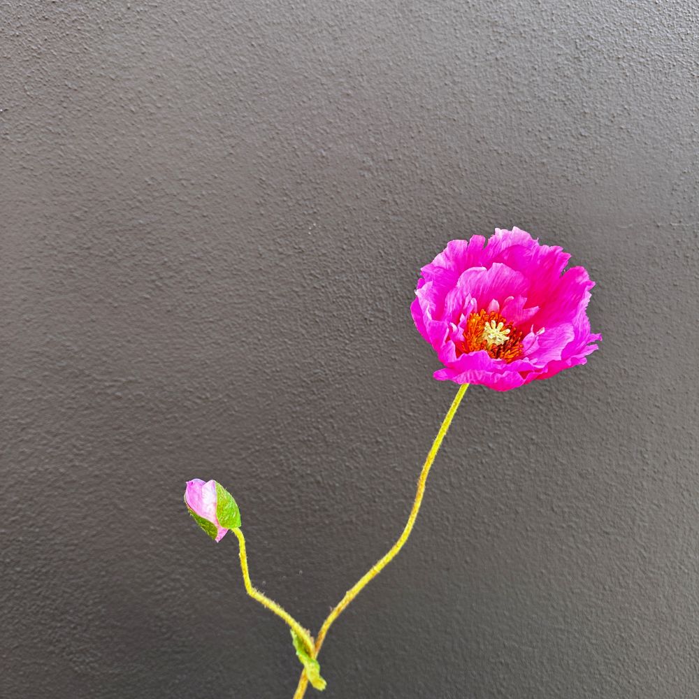 Klaproos roze