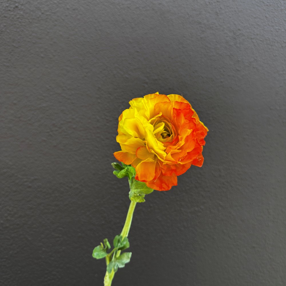 Ranonkel oranje