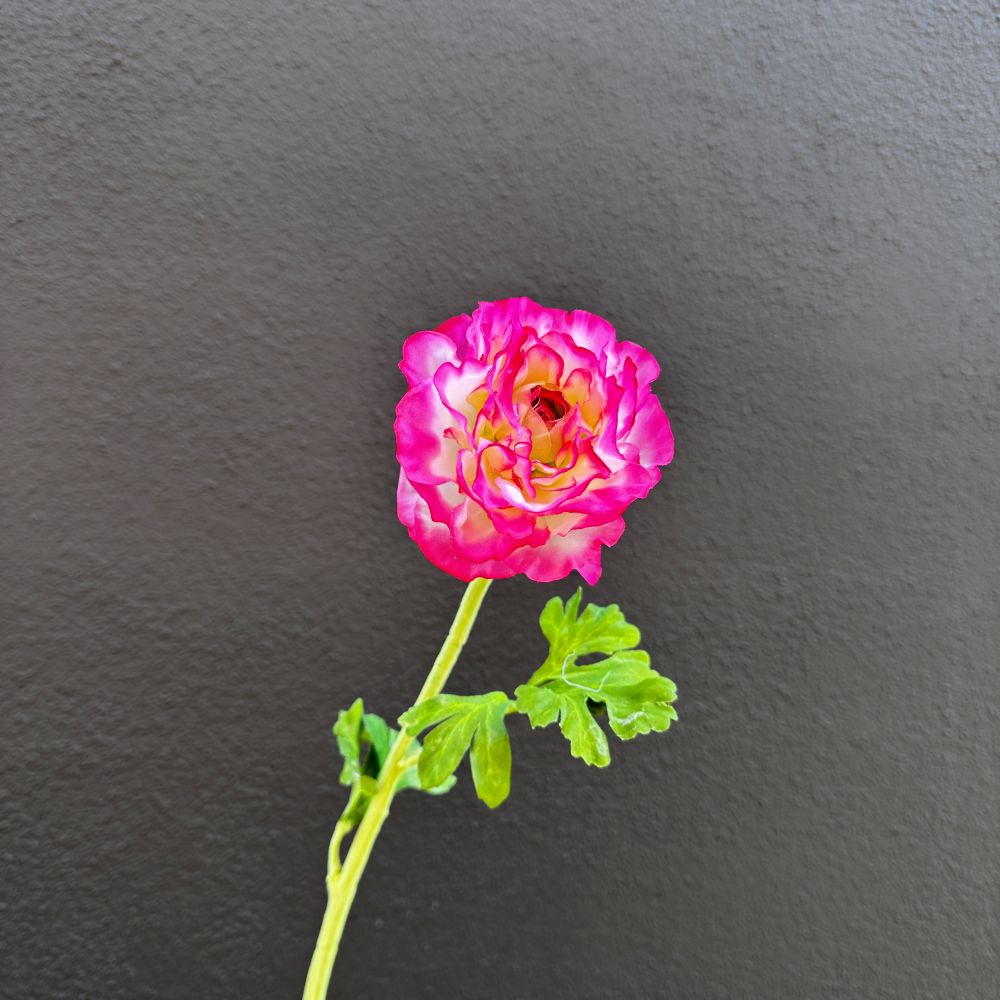 Ranonkel roze