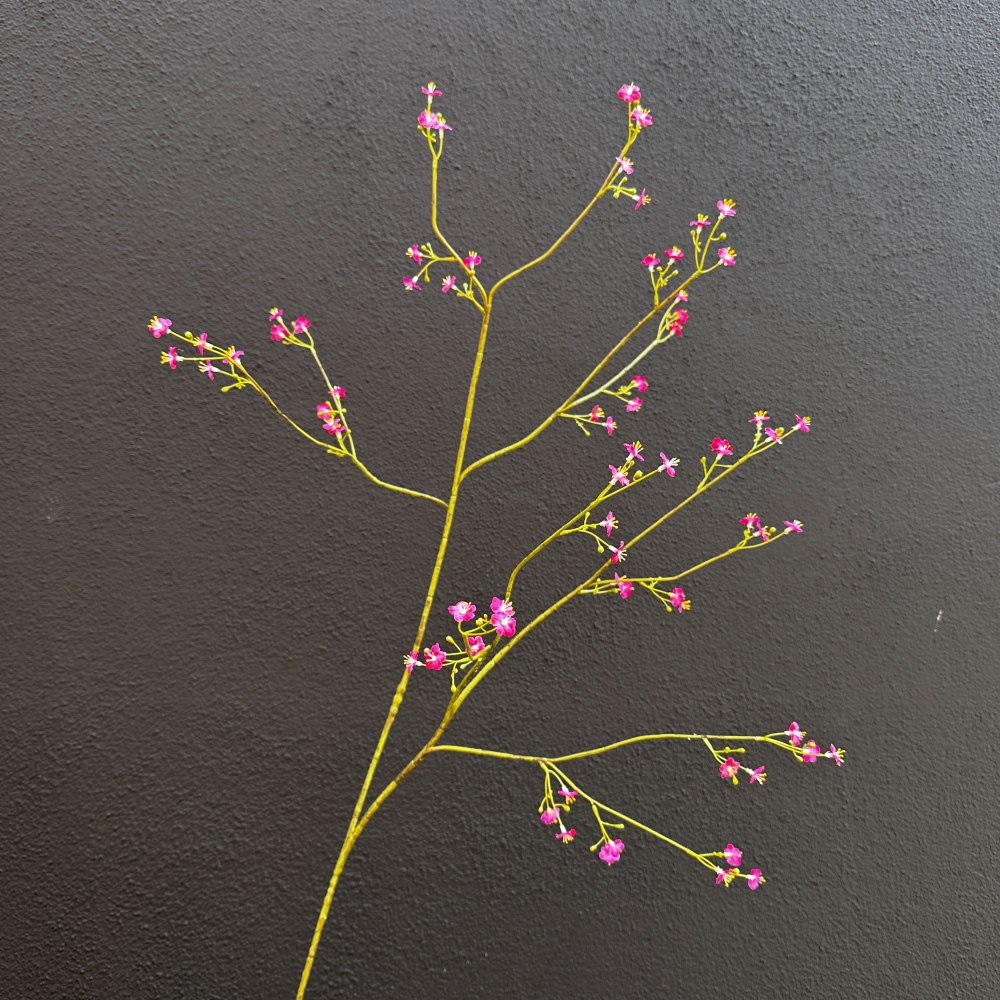 Vergeetmeniet roze groot